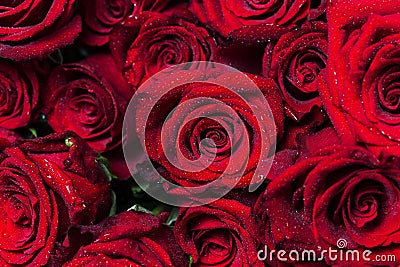 Beautiful floral background. Bunch of large vivid red roses with water drops on their petals. Top view Stock Photo