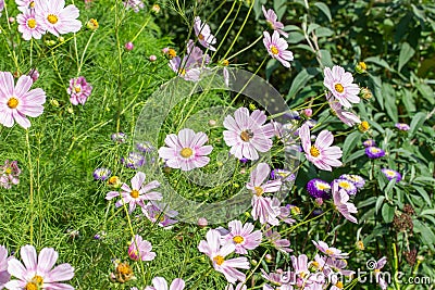 Beautiful floral background of wild mexican flowers, many beautiful pink cosmos flowers blossom on a meadow in nature, pollination Stock Photo