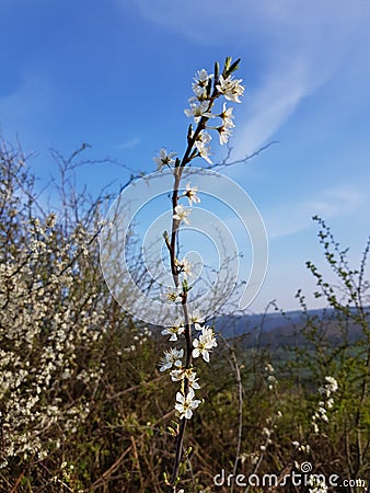 Beautiful floral botanical close up image of a flower in superb detail grass Stock Photo