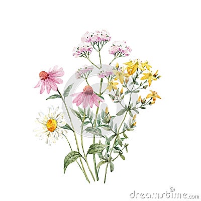 Beautiful floral bouquet with watercolor hand drawn summer wild field flowers. Stock clip art illustration. Cartoon Illustration