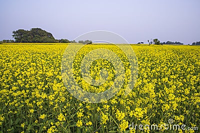Floral Landscape View of Rapeseed in a field with blue sky in the countryside of Bangladesh Stock Photo