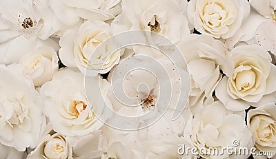 Beautiful Floral nature background of white roses Stock Photo