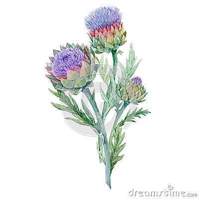 Beautiful floral painting with watercolor gentle blue blooming artichoke flowers. Stock illustration. Cartoon Illustration