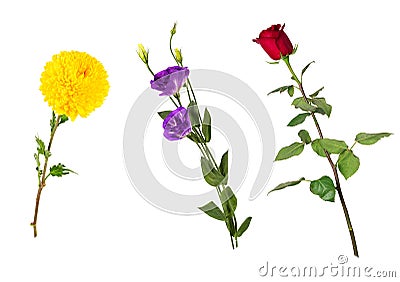 Beautiful floral set vivid red rose, bright yellow chrysanthemum, purple eustoma on stems with green leaves Stock Photo