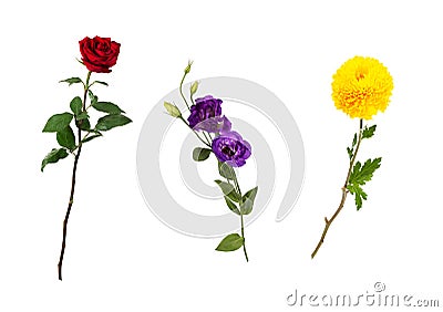 Beautiful floral set vivid red rose, bright yellow chrysanthemum, purple eustoma on stems with green leaves. Stock Photo