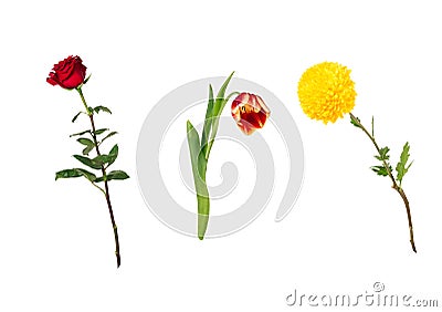 Beautiful floral set vivid red rose, bright yellow chrysanthemum, red and yellow tulip on stems with green leaves. Stock Photo