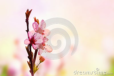 Beautiful floral spring abstract background of nature. Branch of blossoming peach on light pink sky background. For easter and Stock Photo