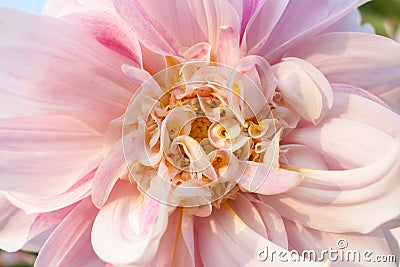Florid large and small petals of pale pink Dahlia close-up. Stock Photo