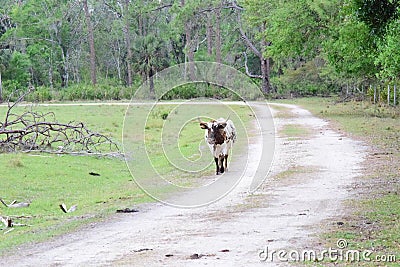 Beautiful Florida Cracker Cattle roaming the fields of Florida Stock Photo