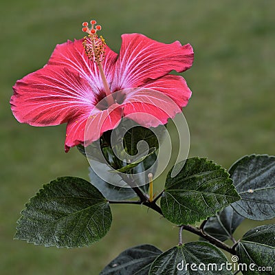 Hybiscus Rosa-sinensis Stock Photo