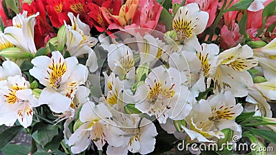 The beautiful flower of Alstromeria Stock Photo