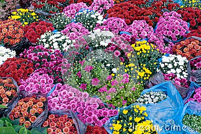 Beautiful flower arrangement, blossom store Stock Photo