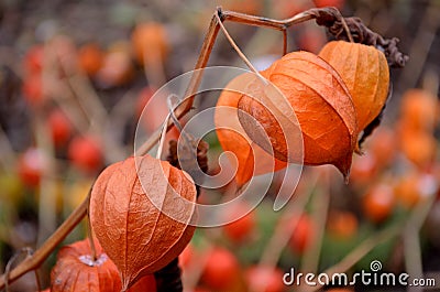 Beautiful flower of autumn. But already withered. Stock Photo