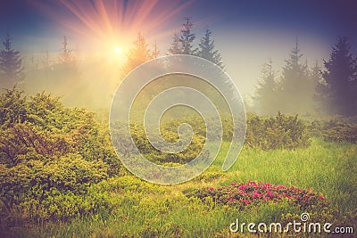 Beautiful flower blossoming rhododendrons in the mist mountains, glowing by sunlight. Stock Photo