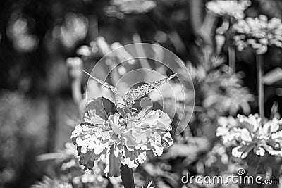Beautiful flower butterfly monarch on background meadow Stock Photo
