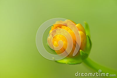 Beautiful flower, Calendula, yellow petals, daisy plant on green background Stock Photo