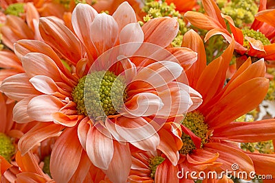 Beautiful Flower Close-up Stock Photo