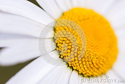 Beautiful flower daisy macro. Soft focus. Stock Photo