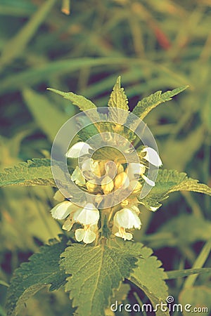 Beautiful flower of dead-nettle or sleuth Stock Photo