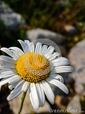 beautiful flower in the forest Stock Photo