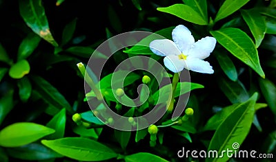 Small white flower Stock Photo