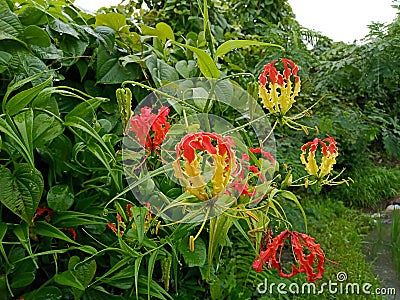 The beautiful flower of Gloriosa superba Stock Photo