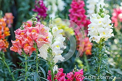 Beautiful flower and green leaf background in garden. Stock Photo