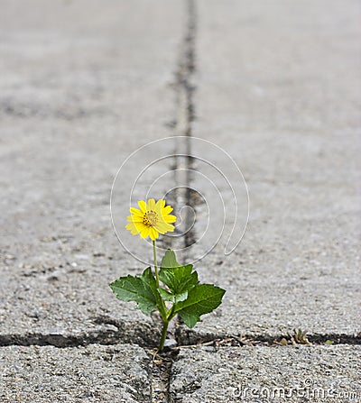 Beautiful flower growing on crack street Stock Photo