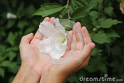 Beautiful flower in hand Stock Photo