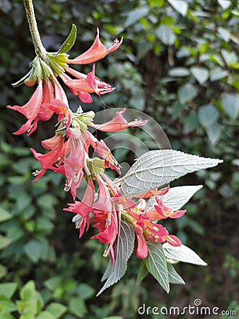 A beautiful flower hanging beautifully which is also better for honey bee Stock Photo