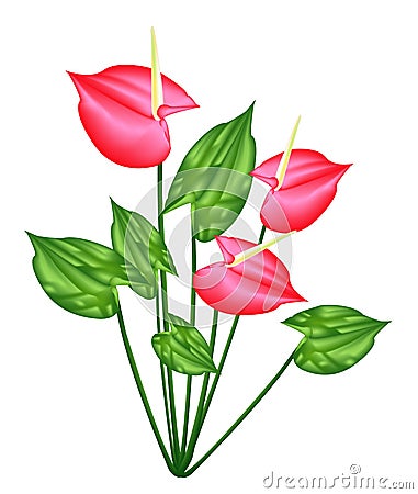 Fresh Red Anthurium Flowers or Flamingo Lily Vector Illustration