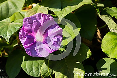 Beautiful flower of intense color redeemed Stock Photo