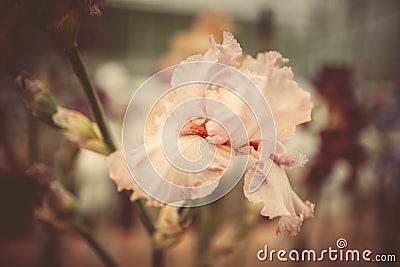 Beautiful flower iris pink closeup Stock Photo