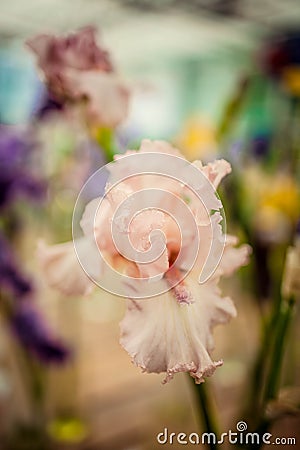 Beautiful flower iris pink closeup Stock Photo