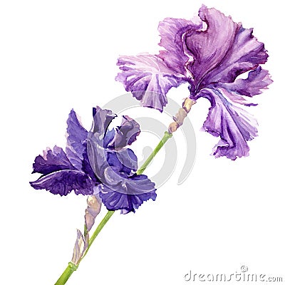 Beautiful flower iris Stock Photo