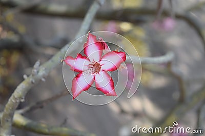 Beautiful flower in Kruger National Park Southafrica Stock Photo