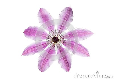 Beautiful flower lilac clematis Stock Photo