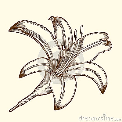 Beautiful Flower Lily Vector Illustration