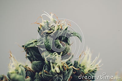 Beautiful flower marijuana plants, medical cannabis bud Stock Photo