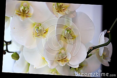Beautiful flower Orchid, white phalaenopsis is standing by the window on the window sill in the room. with black oblique frame Stock Photo