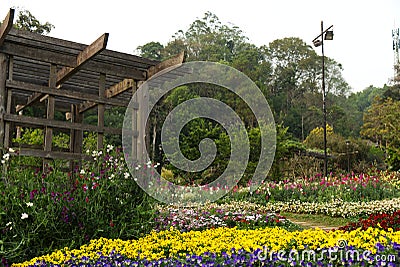 Beautiful Flower Outdoor Garden. Stock Photo