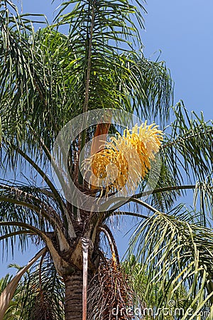 Beautiful flower of a palm against the blue sky. Spain. Stock Photo