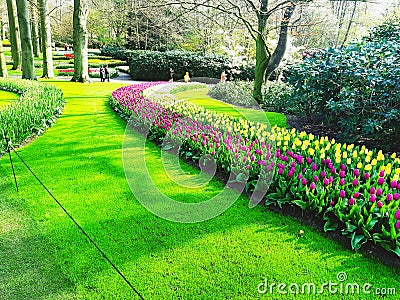 Beautiful Flower Path in Keukenhof Garden, Netherlands. Stock Photo