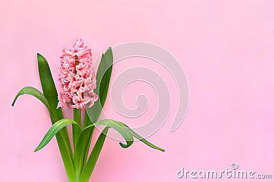 Beautiful flower pink hyacinths Hyacinthus on a pink paper background with space for text. Top view, flat lay Stock Photo