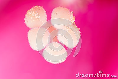 Beautiful Flower Stock Photo