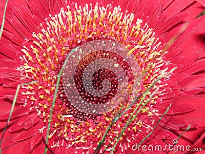 The beautiful flower of red gerbera close-up. Stock Photo