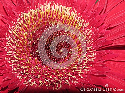 The beautiful flower of red gerbera close-up. Stock Photo