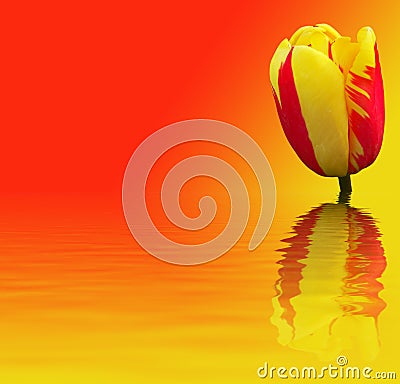 Beautiful flower on red - yellow background Stock Photo