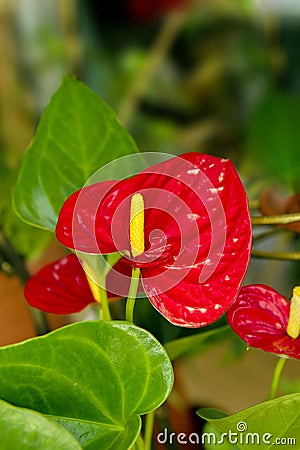 Beautiful flower room red anthurium flowers Stock Photo
