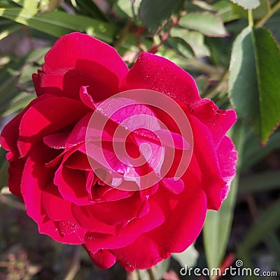 This is so beautiful flower rose Stock Photo